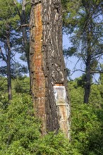 Collecting resin from Aleppo pine tree in plastic bag for flavouring the resinated wine retsina on