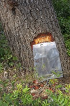 Collecting resin from Aleppo pine tree in plastic bag for flavouring the resinated wine retsina on