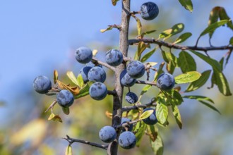 Blackthorn, sloe (Prunus spinosa, Druparia spinosa) close-up of deciduous shrub showing blue fruit,