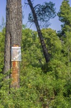 Collecting resin from Aleppo pine tree in plastic bag for flavouring the resinated wine retsina on
