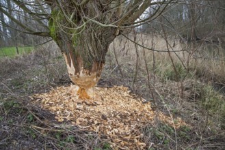 Thick tree trunk of pollard willow showing teeth marks and wood chips from gnawing by Eurasian
