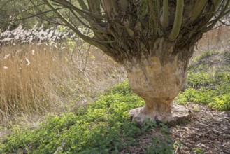 Thick tree trunk of pollard willow showing teeth marks and wood chips from gnawing by Eurasian