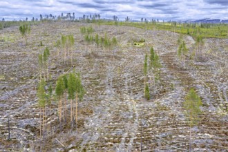 Aerial view over Swedish clearcut area, clearcutting, clearfelling is a forestry, logging practice