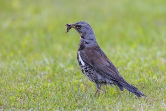 Fieldfare (Turdus pilaris) adult foraging in grassland, meadow with beak full of earthworms for