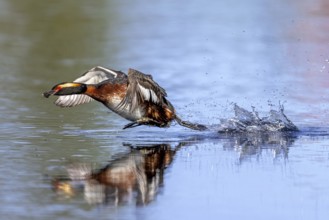 Horned grebe, Slavonian grebe (Podiceps auritus) in breeding plumage with dragonfly nymph in beak