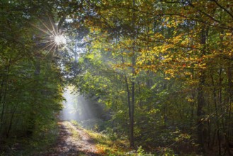 Forest path and sunrays shining through foliage in deciduous woodland with European beech trees