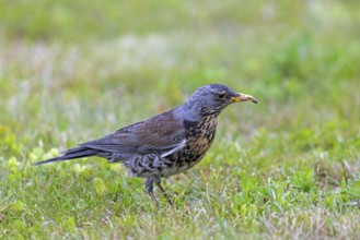 Fieldfare (Turdus pilaris) adult with caught earthworm prey in beak foraging in grassland, meadow