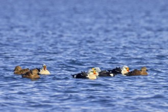 King eider (Somateria spectabilis) females and males in breeding plumage swimming in the Arctic