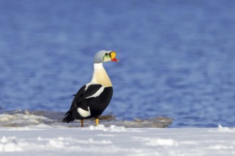 King eider (Somateria spectabilis) adult male in breeding plumage resting on snow covered shore in