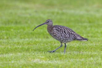 Eurasian curlew, common curlew (Numenius arquata) foraging in grassland, meadow in spring