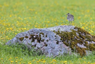 Eurasian curlew, common curlew (Numenius Arquata, Scolopax arquata) resting in boulder in