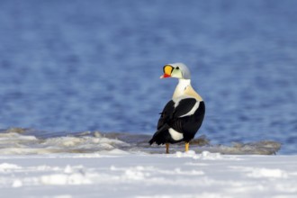 King eider (Somateria spectabilis) adult male in breeding plumage resting on snow covered shore in