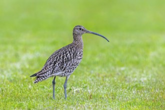 Eurasian curlew, common curlew (Numenius arquata) foraging in grassland, meadow in spring
