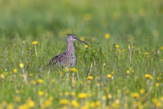 Eurasian curlew, common curlew (Numenius Arquata, Scolopax arquata) foraging in grassland, meadow