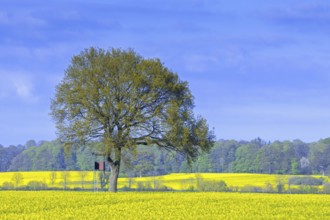 Hunter's deer stand, raised hide next to pedunculate, English oak tree in flowering rape field in
