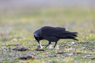 Western jackdaw, European jackdaw (Coloeus monedula) collecting nesting material like sheep's wool