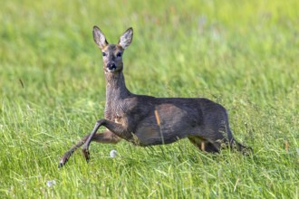 European roe deer (Capreolus capreolus) female, doe jumping while fleeing through meadow, grassland