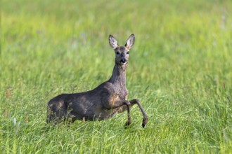 European roe deer (Capreolus capreolus) female, doe jumping while fleeing through meadow, grassland