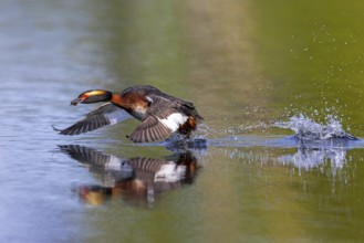 Horned grebe, Slavonian grebe (Podiceps auritus) in breeding plumage with dragonfly nymph in beak