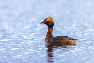Horned grebe, Slavonian grebe (Podiceps auritus) adult in breeding plumage swimming in pond in