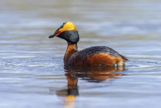 Horned grebe, Slavonian grebe (Podiceps auritus) adult in breeding plumage swimming in pond in