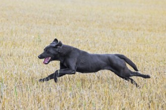 Black Labrador Retriever gun dog, hunting dog running through stubble field
