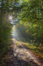 Forest path and sunrays shining through foliage in deciduous woodland with European beech trees