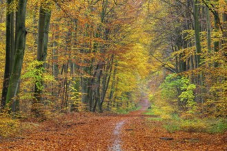Common Beech, Fagus sylvatic, forest road, autumn, Schleswig-Holstein, Germany