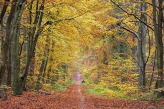 Forest path covered in fallen autumn leaves in deciduous woodland with European beech trees showing