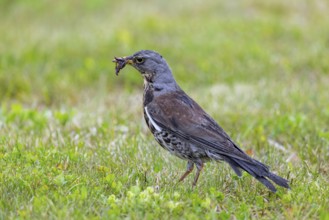 Fieldfare (Turdus pilaris) adult foraging in grassland, meadow with beak full of earthworms for