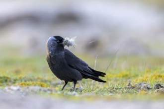 Western jackdaw, European jackdaw (Coloeus monedula) collecting nesting material like sheep's wool
