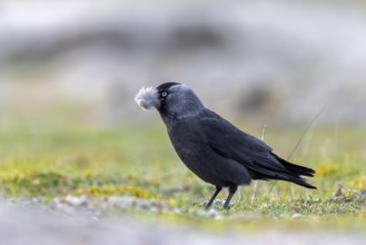Western jackdaw, European jackdaw (Coloeus monedula) collecting nesting material like sheep's wool