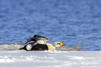 King eider (Somateria spectabilis) adult male in breeding plumage stretching wings on snow covered