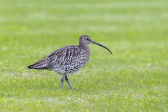 Eurasian curlew, common curlew (Numenius arquata) foraging in grassland, meadow in spring