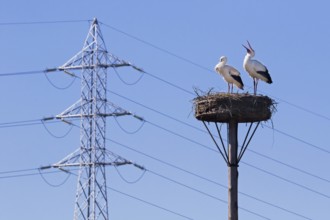 White storks (Ciconia ciconia) nesting pair in spring, migratory birds on nest in front of