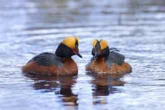 Horned grebe, Slavonian grebe (Podiceps auritus) pair in breeding plumage swimming in pond in