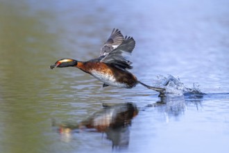 Horned grebe, Slavonian grebe (Podiceps auritus) in breeding plumage with dragonfly nymph in beak