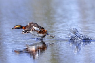 Horned grebe, Slavonian grebe (Podiceps auritus) in breeding plumage with dragonfly nymph in beak