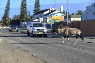 Oryx antelope or gemsbok (Oryx gazella) crossing a road, Oranjemund, Diamond Sperrgebiet, Karas