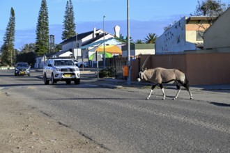 Oryx antelope or gemsbok (Oryx gazella) crossing a road, Oranjemund, Diamond Sperrgebiet, Karas