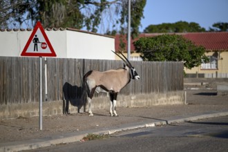 Oryx antelope or gemsbok (Oryx gazella) on a pavement, Oranjemund, Diamond Sperrgebiet, Karas