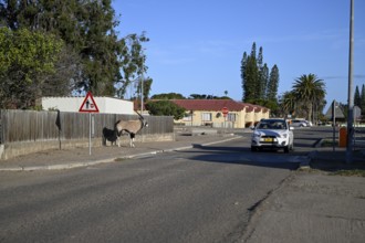 Oryx antelope or gemsbok (Oryx gazella) on a pavement, Oranjemund, Diamond Sperrgebiet, Karas