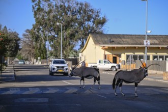 Oryx antelopes or gemsboks (Oryx gazella) crossing a road on a zebra crossing, Oranjemund, Diamond