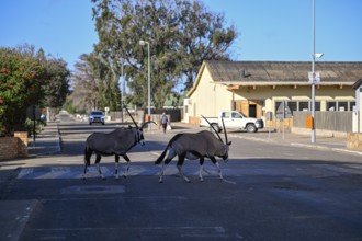 Oryx antelopes or gemsboks (Oryx gazella) crossing a road on a zebra crossing, Oranjemund, Diamond
