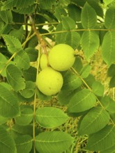Unripe walnuts on a tree with dense green foliage in the garden, black walnut (Juglans nigra),