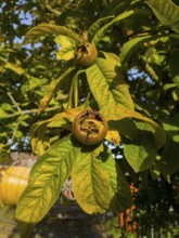 Medlars on a tree, surrounded by vivid green and yellow leaves in the sunlight, fruits of a medlar