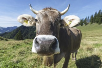 Curious Allgäu Brown Swiss, (Bos primigenius taurus), Allgäu, Bavaria, Germany