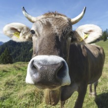 Curious Allgäu Brown Swiss, (Bos primigenius taurus), Allgäu, Bavaria, Germany