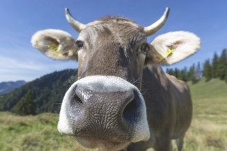 Curious Allgäu Brown Swiss, (Bos primigenius taurus), Allgäu, Bavaria, Germany