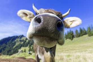 Allgäu Brown Swiss, (Bos primigenius taurus), Allgäu, Bavaria, Germany